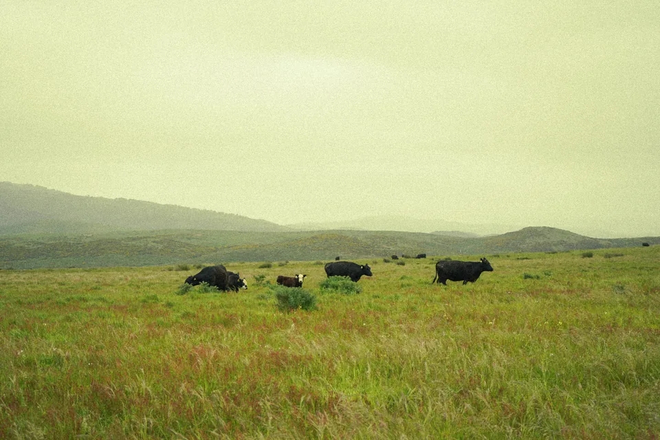 Pasture & wildflowers