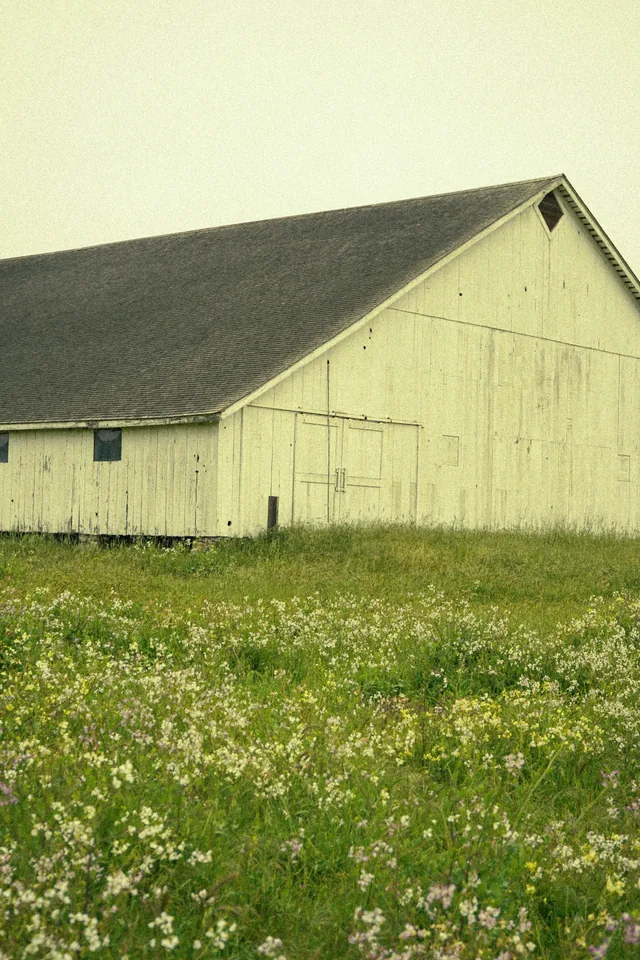 White barns