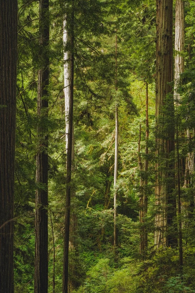 Under the canopy