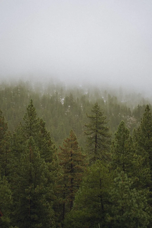 Trees disappearing