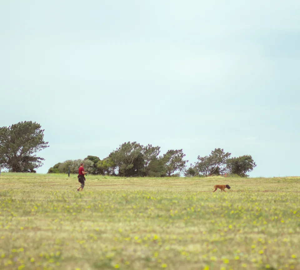 Across the meadow